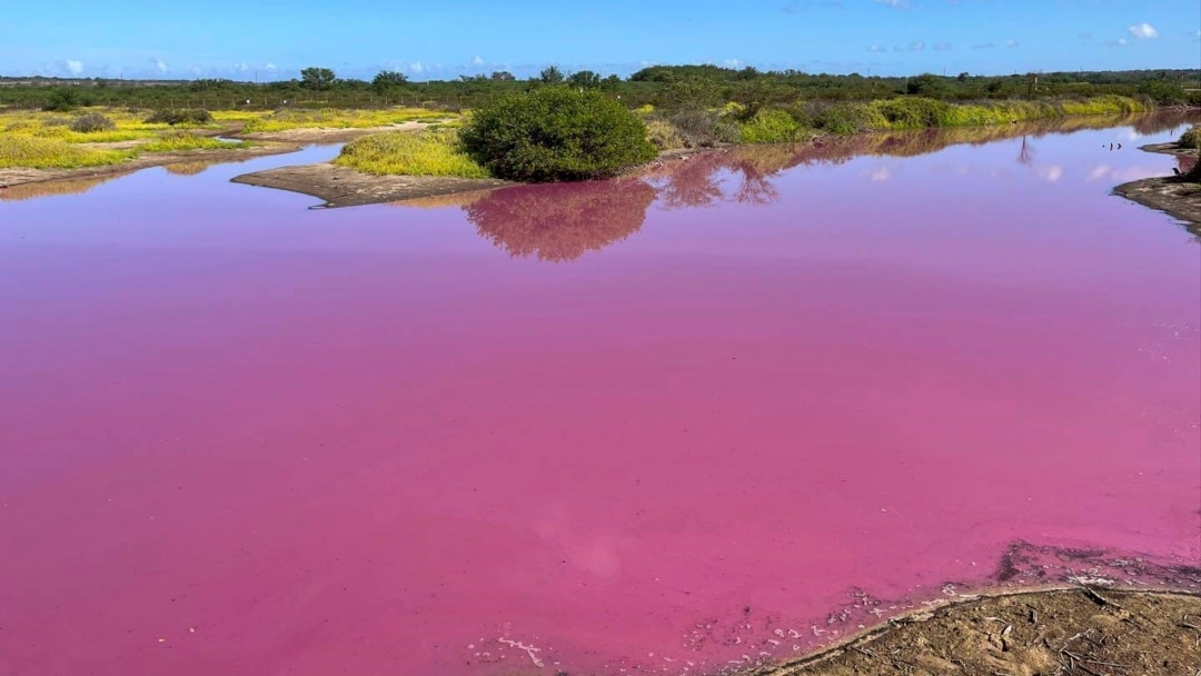 【pink hawaii】 Body of Water in Hawaii Mysteriously Turns Bright Pink