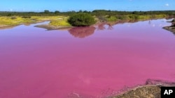 This Nov. 8, 2023, photo provided by Leslie Diamond shows the pond at the Kealia Pond National Wildlife Refuge on Maui, Hawaii, that turned pink on Oct. 30, 2023. (Leslie Diamond via AP)