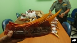 Pegawai Kementerian Kehutanan Indonesia menunjukkan tumpukan paruh burung rangkong yang disita dari empat warga China di Jakarta. (Foto: Dok)