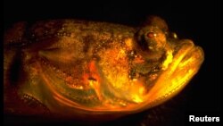 A midshipman fish’s head is shown in this undated handout photo. (Margaret Marchaterre/Courtesy of Cornell University)