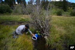 Seorang ahli biologi ikan melepaskan ikan trout Rio Grande ke sungai baru setelah menyelamatkan mereka dari kebakaran Kamis, 15 September 2022, dekat Amalia, N.M. (Foto AP/Brittany Peterson)