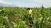 Un agronome en train de faire une inspection dans un champ de maïs attaqué par la chenille légionnaire dans le territoire de Rutshuru, dans l'Est de la République Démocratique du Congo, le 08 Septembre 2022. (Photo Zanem Nety Zaidi/VOA)