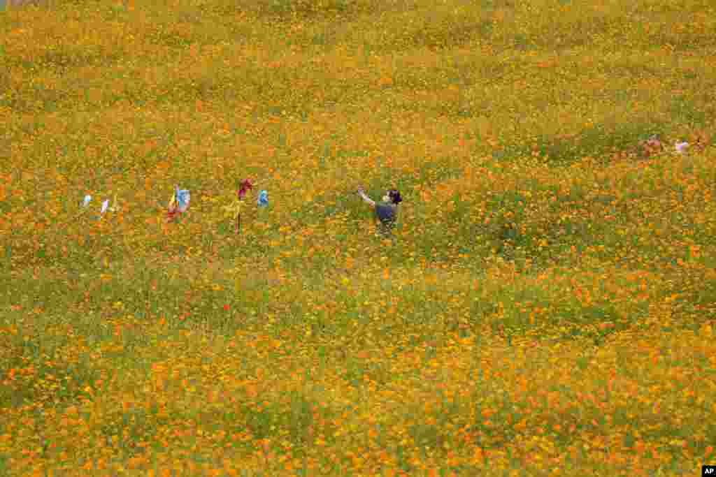 A visitor takes photographs of blooming cosmos flowers in Paju, South Korea.