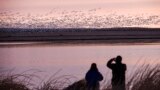 Two bird watchers photograph thousands of snow geese at the Freezeout Lake Wildlife Management Area on March 24, 2017, outside Fairfield, Mont. (Thom Bridge/Independent Record via AP, File)
