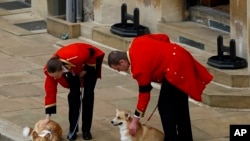 Kraljičini psi sačekali su pogrebnu povorku ispred Vindzorskog zamka, 19. septembra 2022.