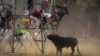 Men escape a bull during the 'Toro de la Vega' bull festival in Tordesillas, near Valladolid, Spain, Sept. 13, 2022.