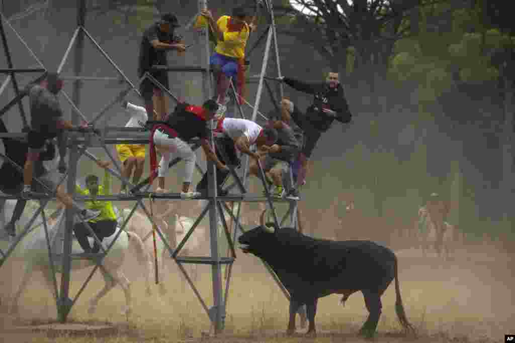 Men escape from a bull during the &#39;Toro de la Vega&#39; bull festival in Tordesillas, Spain.