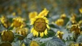 A sunflower is pictured at a sunflower field, near the demilitarized zone separating the two Koreas in Yeoncheon, South Korea, Sept. 22, 2022. 