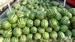 داوادەکرێت هاوردەکردنی شوتی لە تورکیا و ئێرانەوە بۆ هەرێمی کوردستان ڕابگیرێت