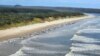 200 Ekor Paus Pilot Mati Terdampar di Pantai Barat Australia