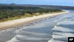 Whales stranded on Ocean Beach at Macquarie Harbor on the west coast of Australia's island state of Tasmania, Sept. 21, 2022.