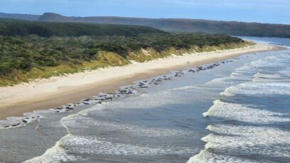 Australia Pilot Whales Death: 477 whales die in ''heartbreaking'' New  Zealand strandings - The Economic Times