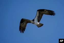 This file photo shows an osprey flying over the Chesapeake Bay on March 29, 2022, in Pasadena, Md. (AP Photo/Julio Cortez, File)