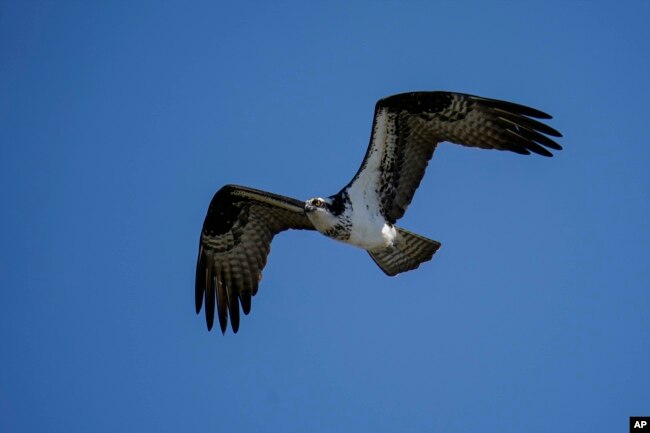 This file photo shows an osprey flying over the Chesapeake Bay on March 29, 2022, in Pasadena, Md. (AP Photo/Julio Cortez, File)