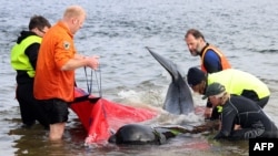 Rescuers release a stranded pilot whale back in the ocean at Macquarie Heads, on the west coast of Tasmania on Sept. 22, 2022. About 200 pilot whales died after stranding themselves on a beach on the rugged west coast of Tasmania.