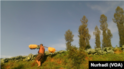 Seorang petani kentang di Batur, Banjarnegara, membawa hasil panennya. (Foto: Nurhadi)