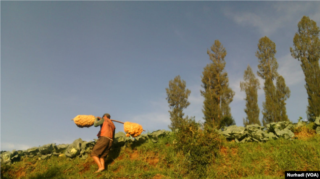 Seorang petani kentang di Batur, Banjarnegara, membawa hasil panennya. (Foto: Nurhadi)