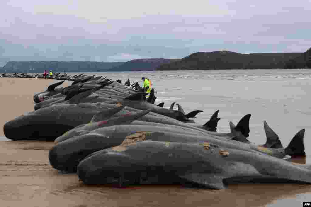 Workers from the Tasmania state wildlife services check the dead bodies of pilot whales, numbering nearly 200, after they were found beached the day before on Macquarie Heads on the west coast of Tasmania.