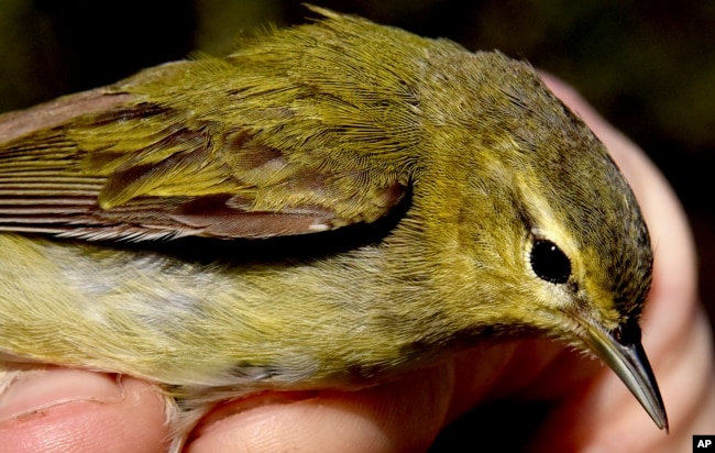 Luke DeGroote holds a Tennessee warbler for a closeup after getting caught in a long net at the Powdermill Avian Research center on May 8, 2018, near Rector, Pa. (Darrell Sapp/Pittsburgh Post-Gazette via AP, File)