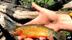 Foto ini disediakan oleh New Mexico Department of Game & Fish menunjukkan ikan trout Rio Grande diselamatkan dari Calf Canyon/Hermit's Peak Fire pada 9 Juni 2022, dekat Holman, N.M. (NMDGF melalui AP)