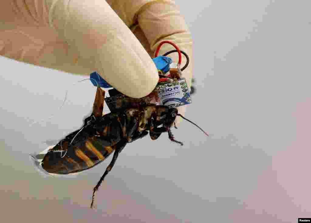 A researcher shows a Madagascar hissing cockroach, mounted with a &quot;backpack&quot; of electronics and a solar cell that enable remote control of its movement, during a photo opportunity at the Thin-Film Device Laboratory of Japanese research institution Riken in Wako, Saitama Prefecture, Japan.