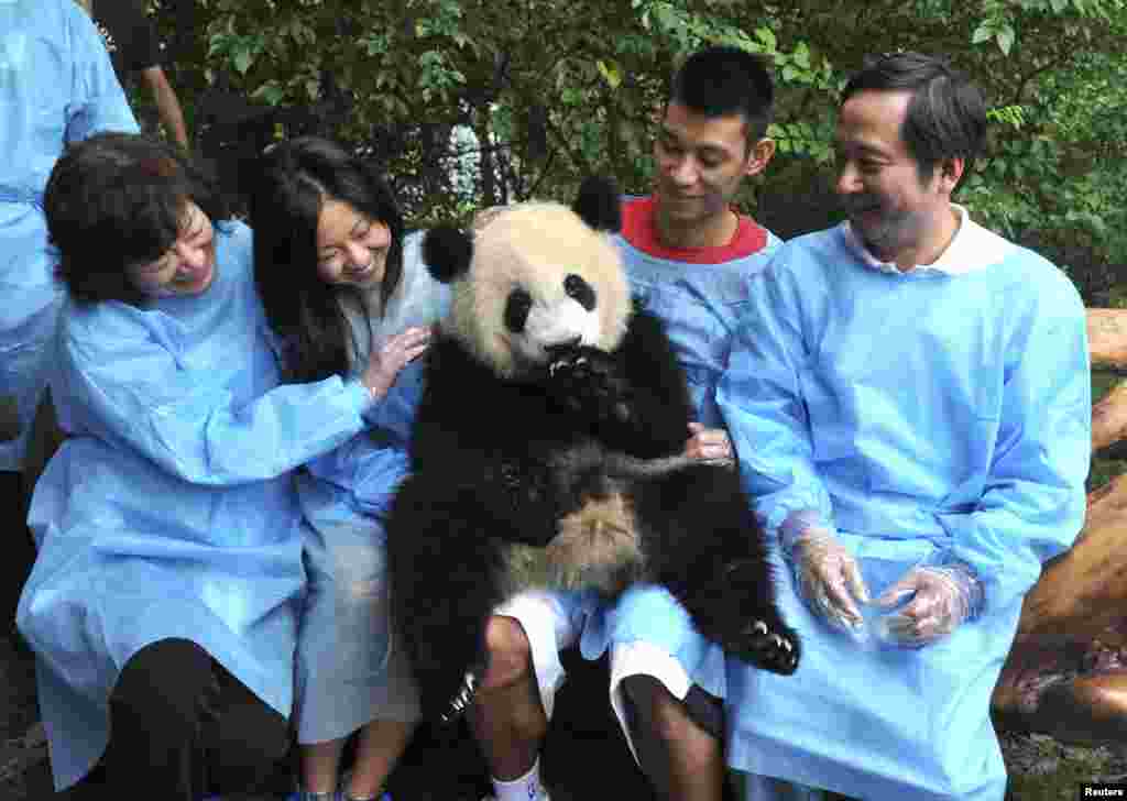 Pemain basket dari tim Houston Rockets, Jeremy Lin (kedua dari kanan) memangku seekor panda raksasa di pusat penelitian Chengdu di provinsi Sichuan, China.