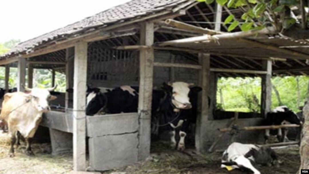 Sapi milik peternak di Desa Gondang kecamatan Cangkringan Kabupaten Sleman Yogyakarta yang sementara "diungsikan" di kandang milik kelompok peternak Rejosari di daerah Babarsari, Sleman, Yogyakarta.