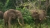 Gabon's Marauding Forest Elephants Test Public Patience with Green Agenda