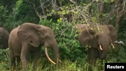 FILE: Elephants are seen on the edge of the forest at Pongara National Park, near Libreville, Gabon, Oct.16, 2021.