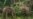 Gabon's Marauding Forest Elephants Test Public Patience with Green Agenda