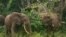 FILE: Elephants are seen on the edge of the forest at Pongara National Park, near Libreville, Gabon, Oct.16, 2021.