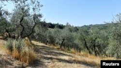 General view of an olive tree farm with dried olive branches as Tuscany's famed wine and olive oil industry suffers from a heatwave and drought, in Greve in Chianti, Italy, July 29, 2022. (REUTERS/Jennifer Lorenzini)