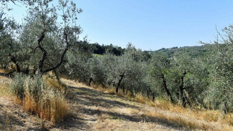 Dry Weather Threatens Italy’s Famous Grape, Olive Crops