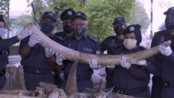 馬來西亞檢獲走私稀有動物骨骼鱗片