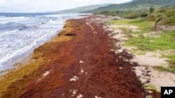 Lakes Beach nan St. Andrew, Barbad kouvri ak alg, Mekredi 27 Jiye, 2022. 