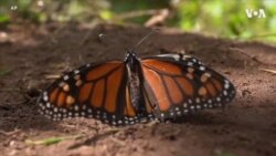 迁徙性帝王蝶数目骤降 现被正式列为濒危物种 