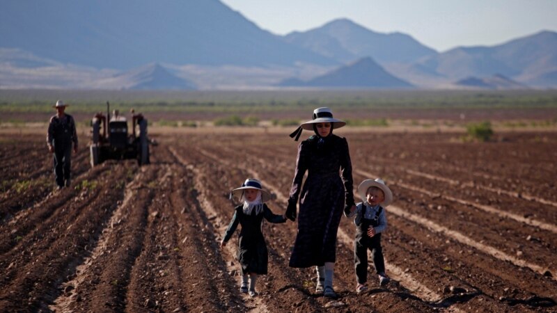Mexico Takes Aim at Mennonite Deforestation