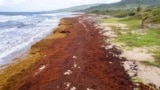 Lakes Beach is covered in sargassum in St. Andrew along the east coast of Barbados, Wednesday, July 27, 2022. (AP Photo/Kofi Jones)
