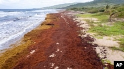 Lakes Beach is covered in sargassum in St. Andrew along the east coast of Barbados, Wednesday, July 27, 2022. (AP Photo/Kofi Jones)