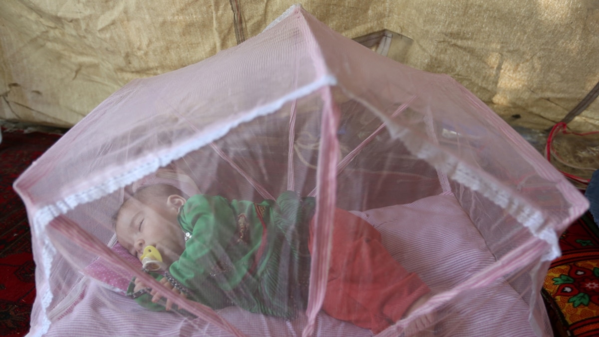Światowa Organizacja Zdrowia potwierdziła wybuch epidemii dengi w Afganistanie