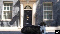 Larry the Cat, Britain's Chief Mouser to the Cabinet Office rests in front of 10 Downing Street in London, July 8, 2022. Britain's Prime Minister Boris Johnson announced he was resigning and would remain in office only until a successor emerged.