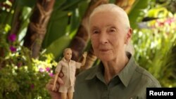 Pakar primate dan antropologi Inggris Dr. Jane Goodall dengan boneka Barbie yang didedikasikan untuknya di Los Angeles, April 2020. (Foto: Jane Goodall Institute/REUTERS)