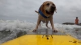 Dog Surfing thumbnail