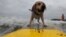 Dog Surfing thumbnail