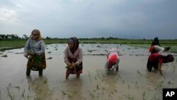 Perempuan petani menanam padi di sawah di desa Piparaon di pinggiran Prayagraj, di negara bagian Uttar Pradesh, India utara, yang berdekatan dengan ladang di mana Khusboo Bind, tewas tersambar petir, 25 Juli 2022. (AP/Rajesh Kumar Singh)