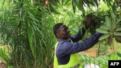 "A l’intérieur du pays, il n’y a pratiquement plus de forêt. On a tout détruit pour le bois de chauffage et la fabrication du charbon", s’alarme Sébastien Balouki, de Reboisons vite le Togo (RVT).