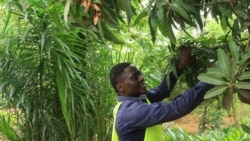 Le Japon finance l'agriculture togolaise; la Chine se retire de la bourse américaine