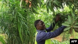 FILE: Sebastien Balouki, executive director of 'Reboisons vite le Togo' (RVT), a local NGO that reforests many areas with trees and plants all over the country, to fight against deforestation, is seen at one of the nine agricultural centers, in Lome, Togo, on June 28, 2022. 