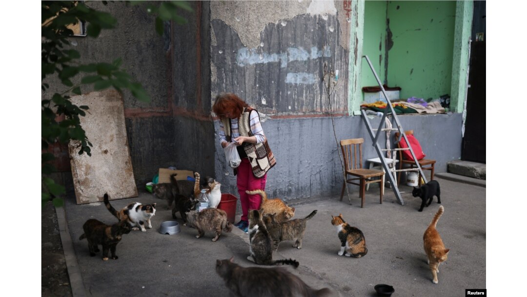 Natalia Pasternak (68), membawa makanan untuk kucing yang ditinggalkan oleh keluarga yang melarikan diri dari perang di lingkungannya di Saltivka utara, Kharkiv, Ukraina 13 Juli 2022. (REUTERS/Nacho Doce)
