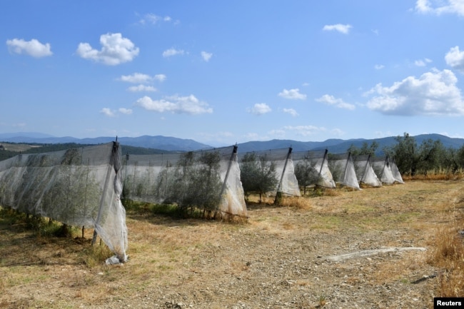 General view of an olive tree farm irrigated with a drip water system, as Tuscany's famed wine and olive oil industry suffers from a heatwave and drought, in Greve in Chianti, Italy, July 29, 2022. (REUTERS/Jennifer Lorenzini)